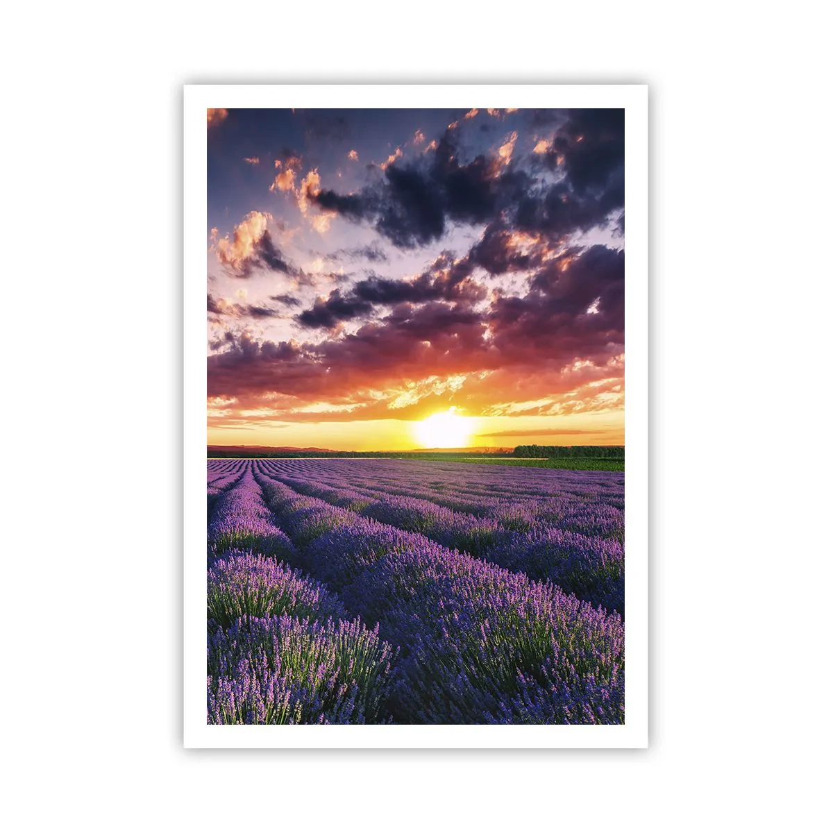 Póster - El mundo de la lavanda - 70x100 cm