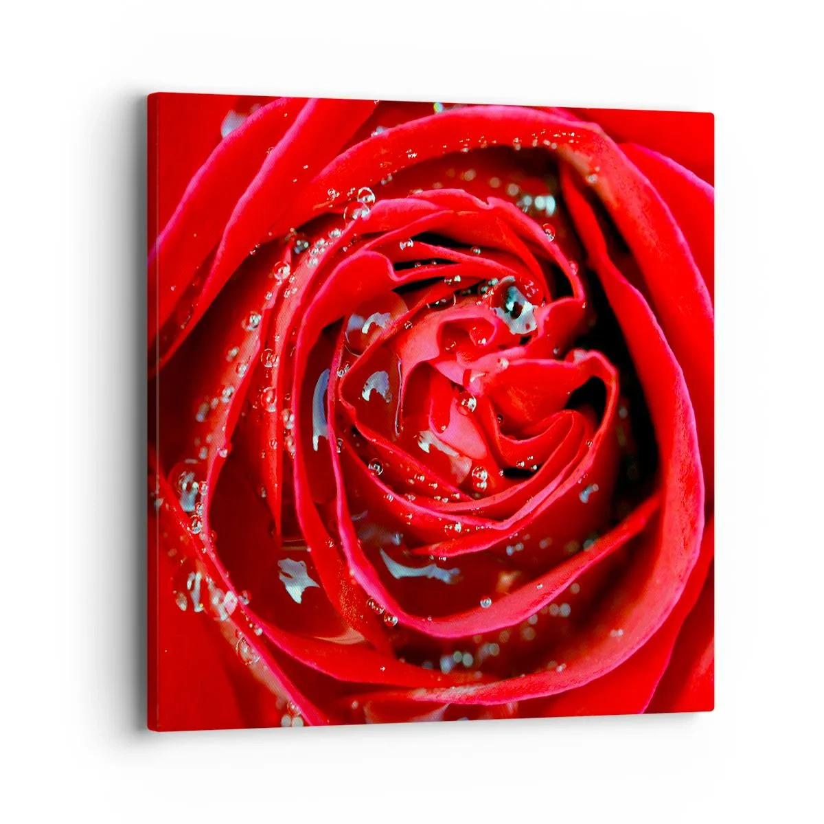 Cuadro sobre lienzo - Impresión de Imagen - En gotas de rocío - 40x40 cm