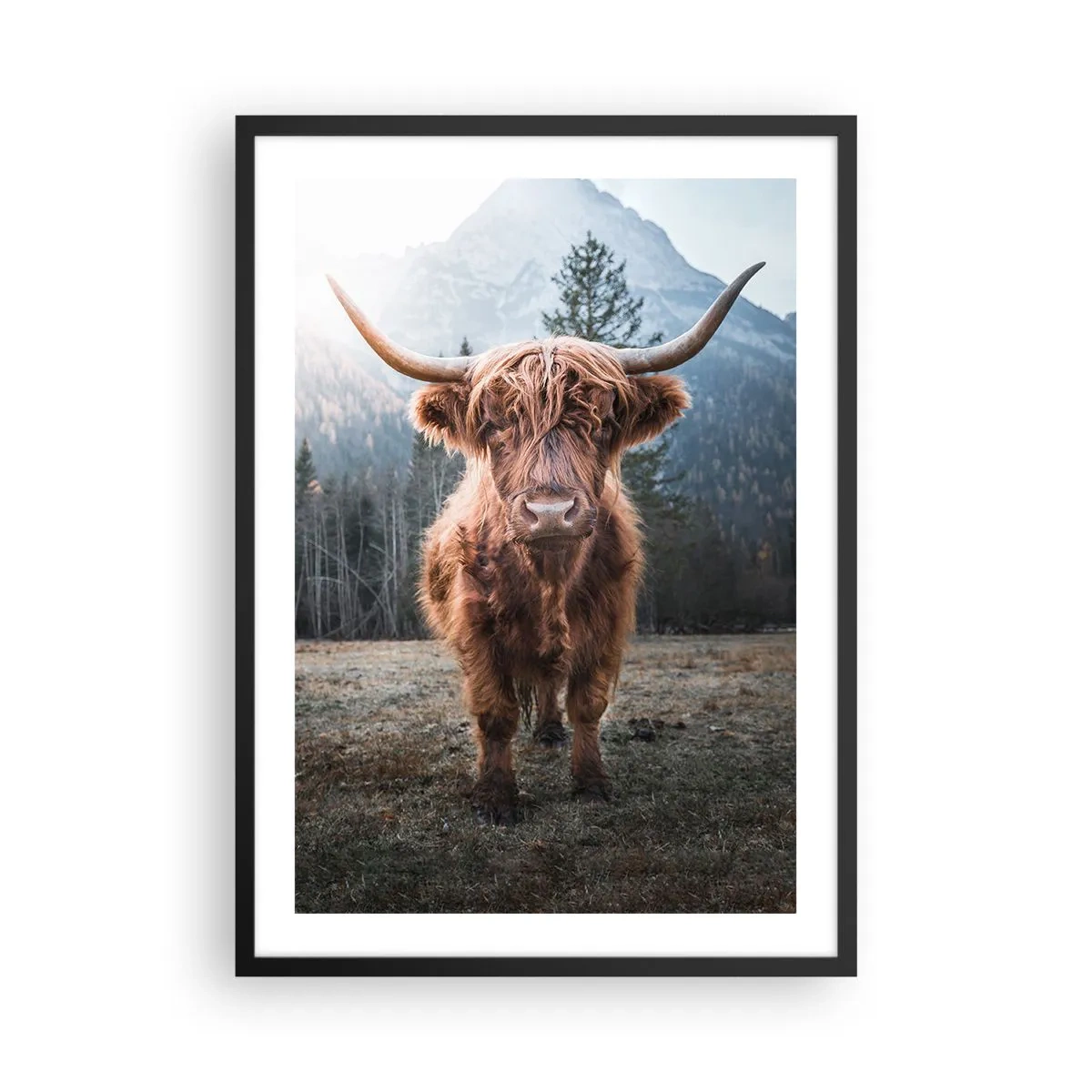 Póster en marco negro - Vaca de las Tierras Altas de Escocia con majestuosas montañas al fondo - 50x70cm - Saludos desde un prado de montaña - Decoración de pared moderna para salón y dormitorio ARTTOR