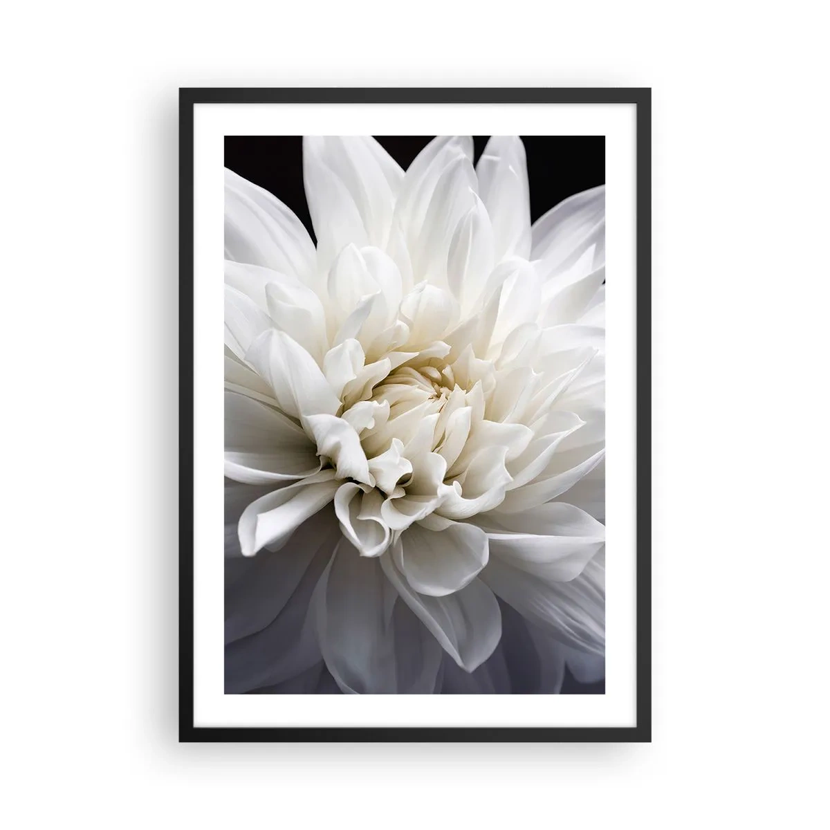 Póster en marco negro - Primer plano de una dalia blanca sobre un fondo oscuro. - 50x70cm - La novia de la mañana - Decoración de pared moderna para salón y dormitorio ARTTOR
