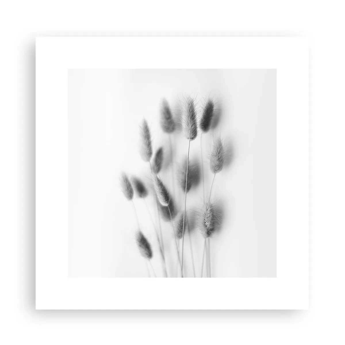 Póster - Esponjas naturales - 30x30 cm