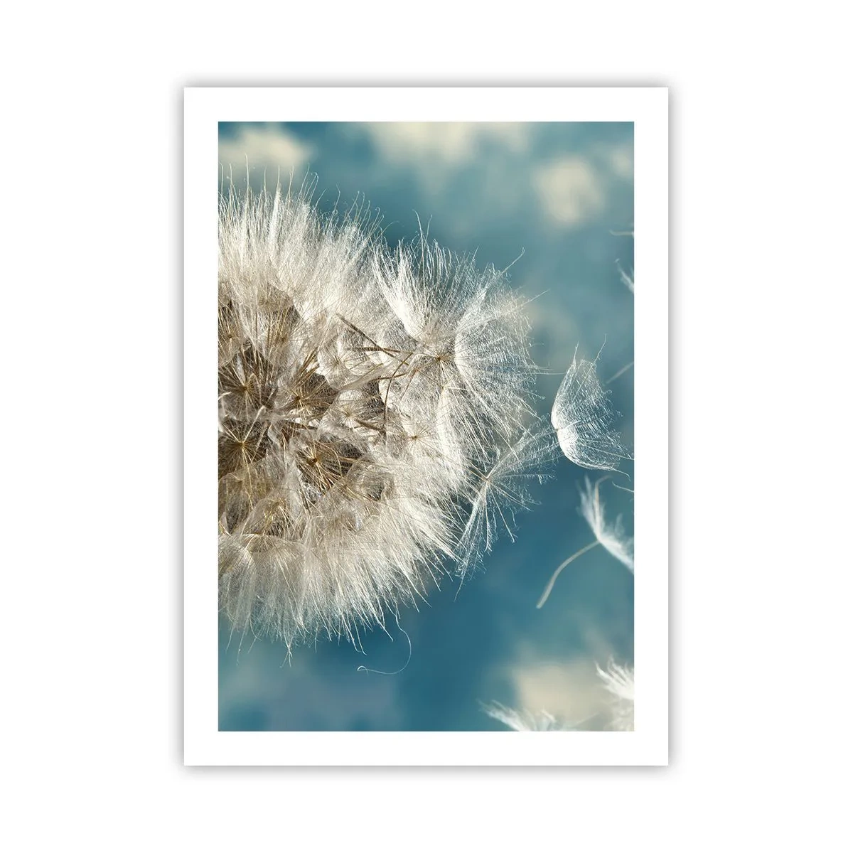 Póster - Delicadas semillas de diente de león sobre un fondo azul. - 50x70cm - El aliento de un ángel - Decoración de pared moderna para salón y dormitorio ARTTOR