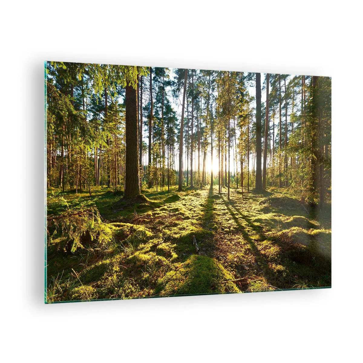 Cuadro sobre vidrio - Impresiones sobre Vidrio - Los rayos del sol penetran a través de los árboles en el bosque. - 70x50cm - ...Más allá de los siete bosques - Decoración de pared moderna para salón y dormitorio ARTTOR