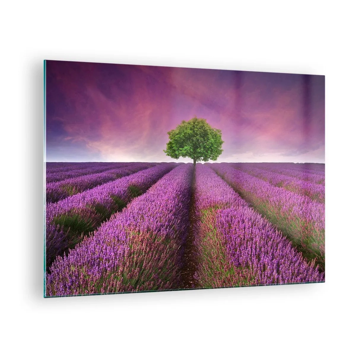 Cuadro sobre vidrio - Impresiones sobre Vidrio - En los campos de lavanda - 70x50 cm