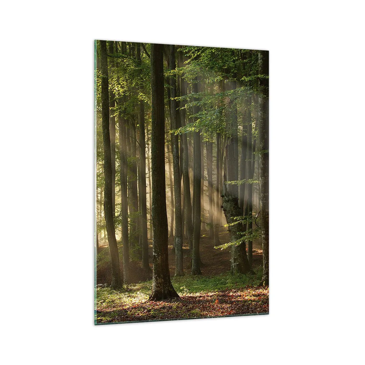 Cuadro sobre vidrio - Impresiones sobre Vidrio - Los rayos del sol penetran a través de los árboles en el bosque. - 70x100cm - Radiante en una mañana de primavera - Decoración de pared moderna para salón y dormitorio ARTTOR
