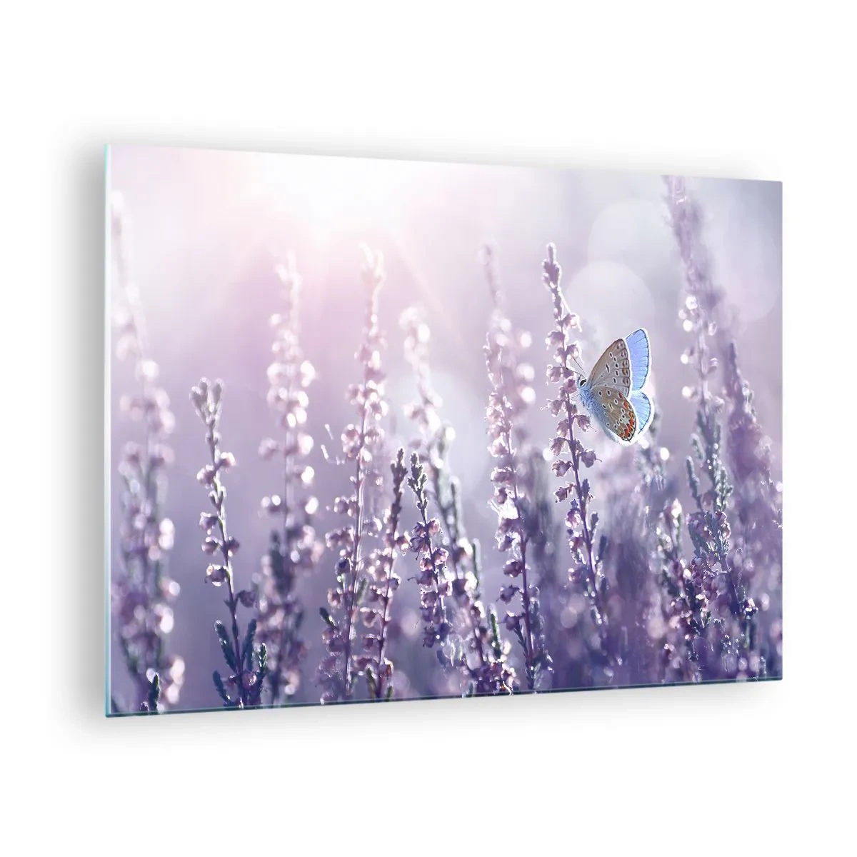 Cuadro sobre vidrio - Impresiones sobre Vidrio - Una mariposa en un campo de lavanda bajo el sol. - 70x50cm - El beso de una mariposa - Decoración de pared moderna para salón y dormitorio ARTTOR