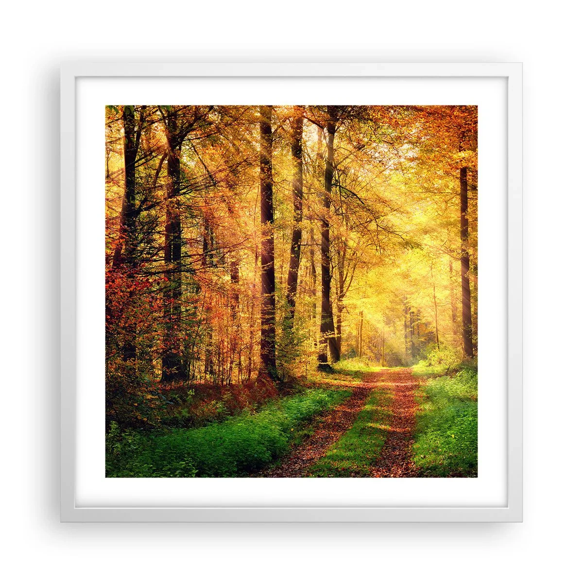 Póster en marco blanco - Silencio dorado del bosque - 50x50 cm