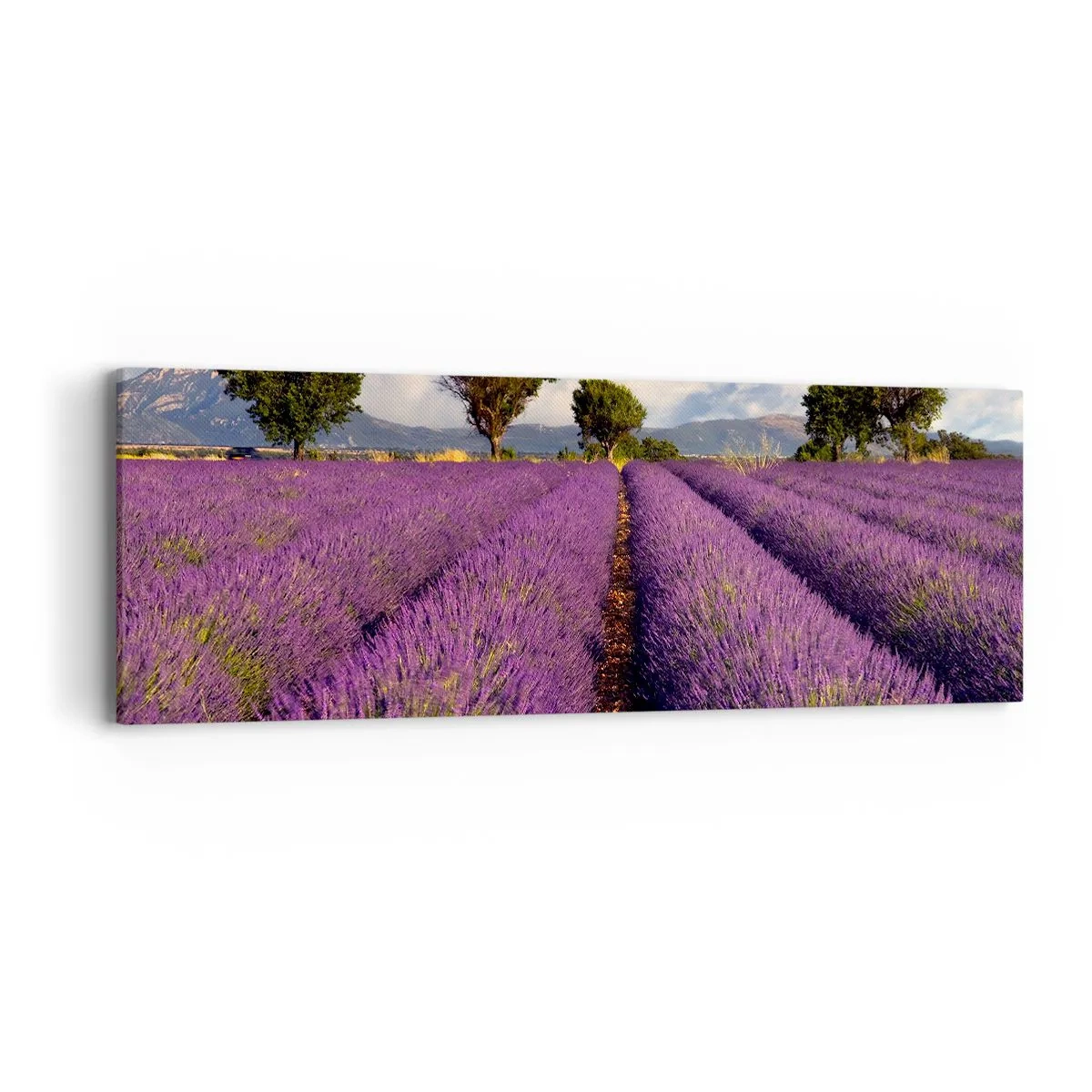Cuadro sobre lienzo - Impresión de Imagen - Campos de lavanda - 90x30 cm