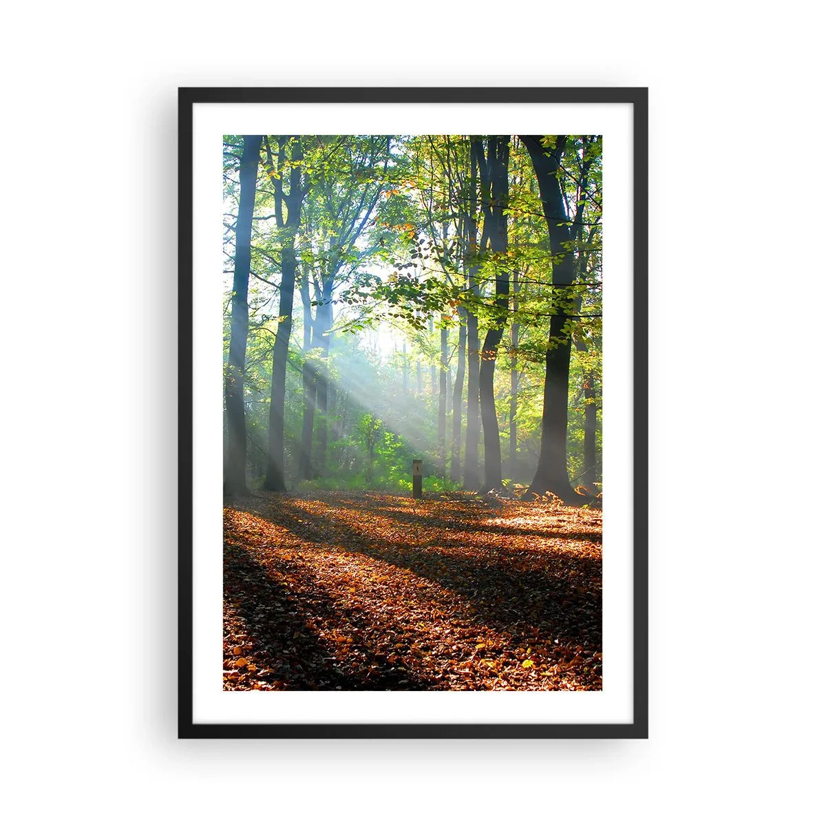 Póster en marco negro - Rayos de sol en el bosque otoñal - 50x70cm - Resplandores y sombras - Decoración de pared moderna para salón y dormitorio ARTTOR