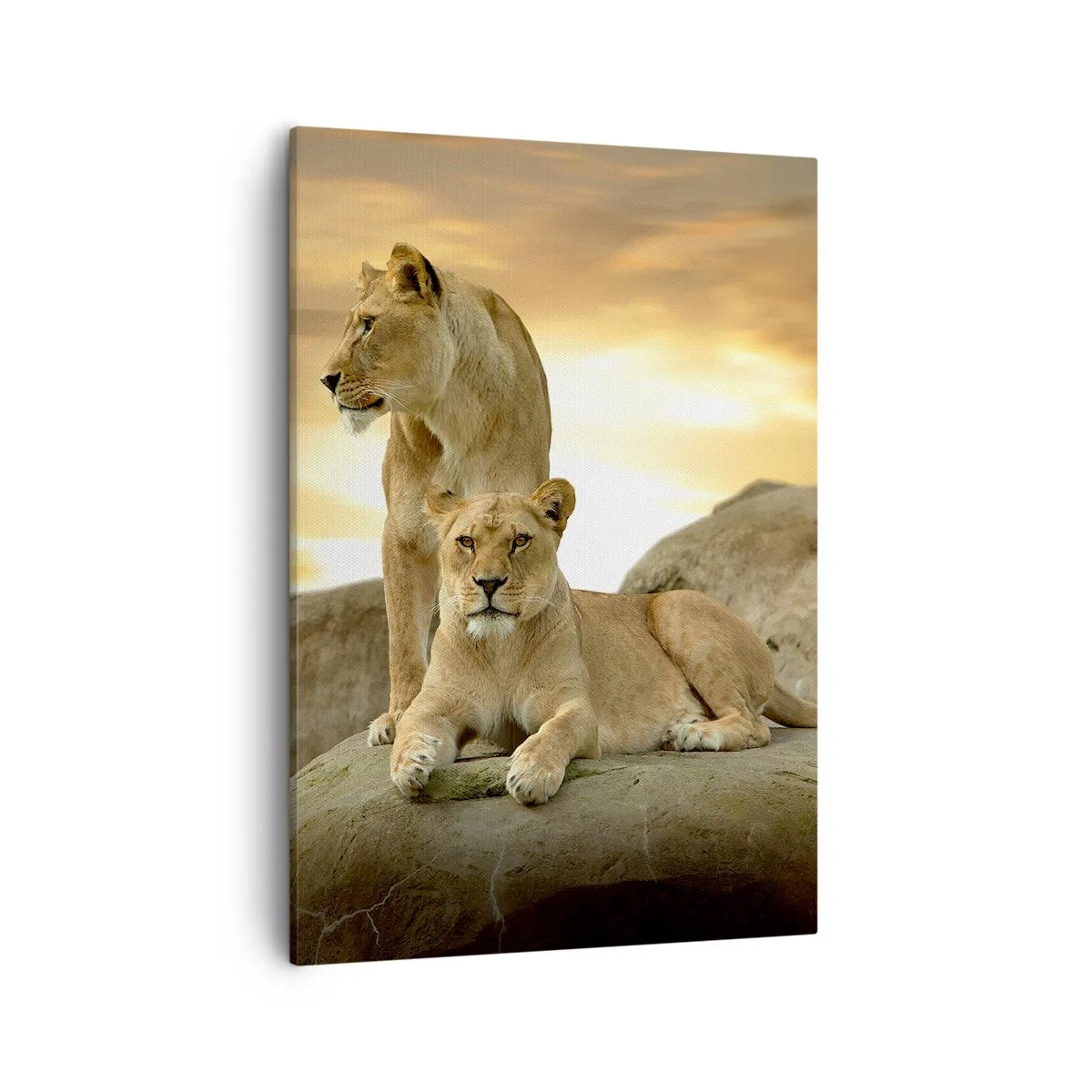 Cuadro sobre lienzo - Impresión de Imagen - Dos leonas descansando sobre una roca durante la puesta de sol - 50x70cm - Majestuosidad real - Decoración de pared moderna para salón y dormitorio ARTTOR