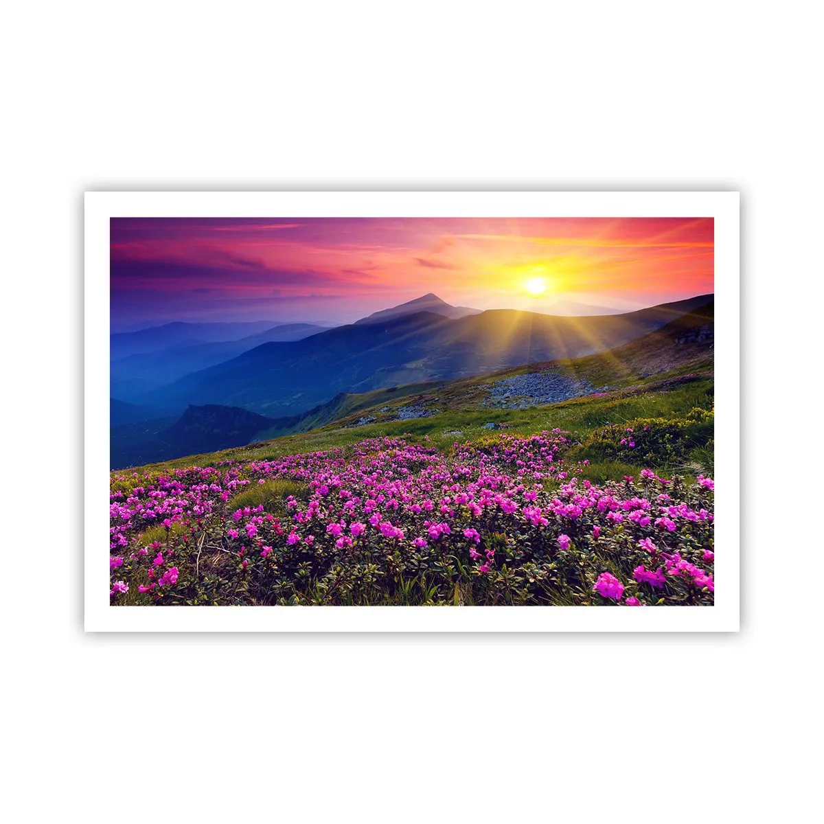 Póster - ... Y el aroma a hierbas está por todas partes - 91x61 cm