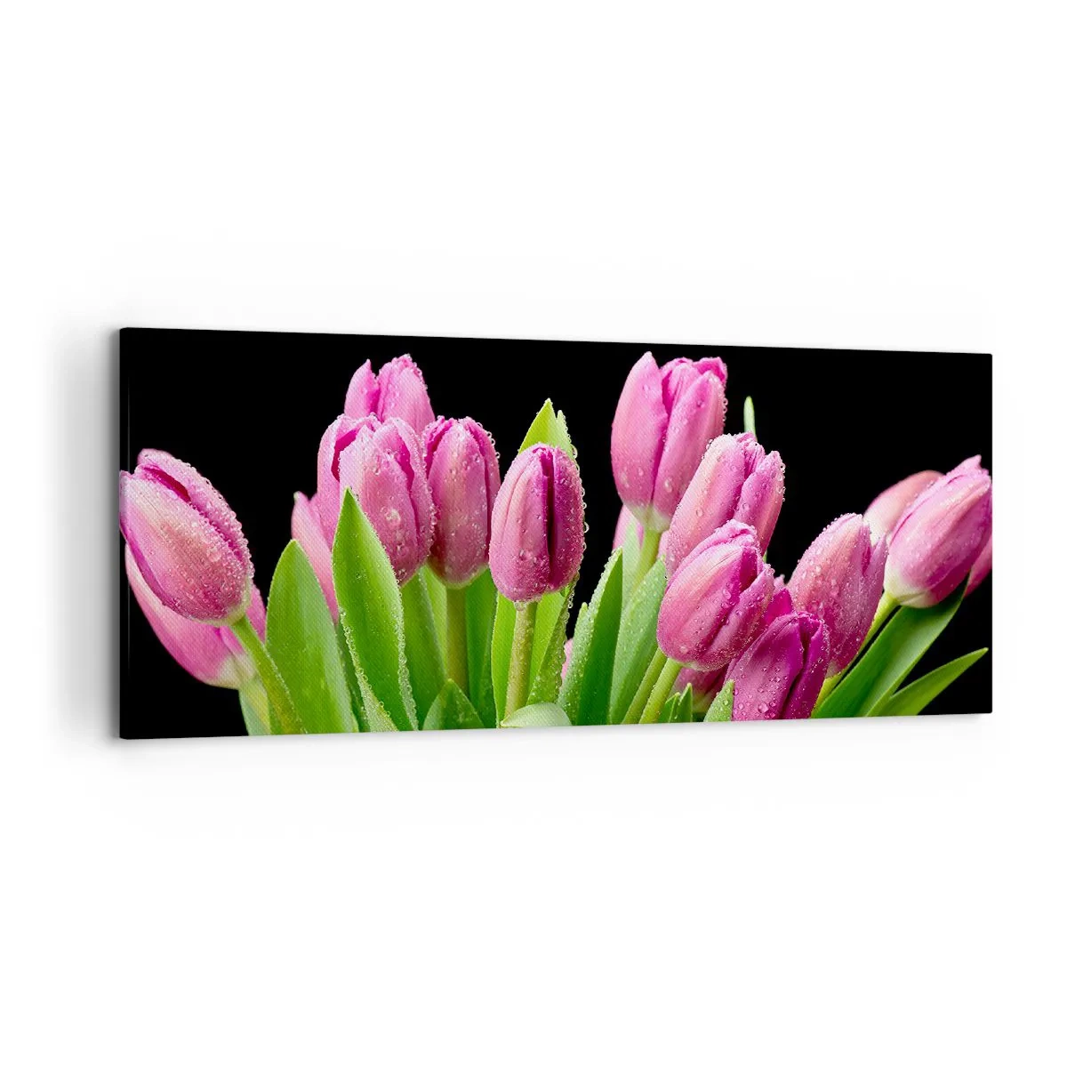 Cuadro sobre lienzo - Impresión de Imagen - Tulipanes rosados con gotas de rocío sobre un fondo negro - 120x50cm - La alegría de la primavera - Decoración de pared moderna para salón y dormitorio ARTTOR