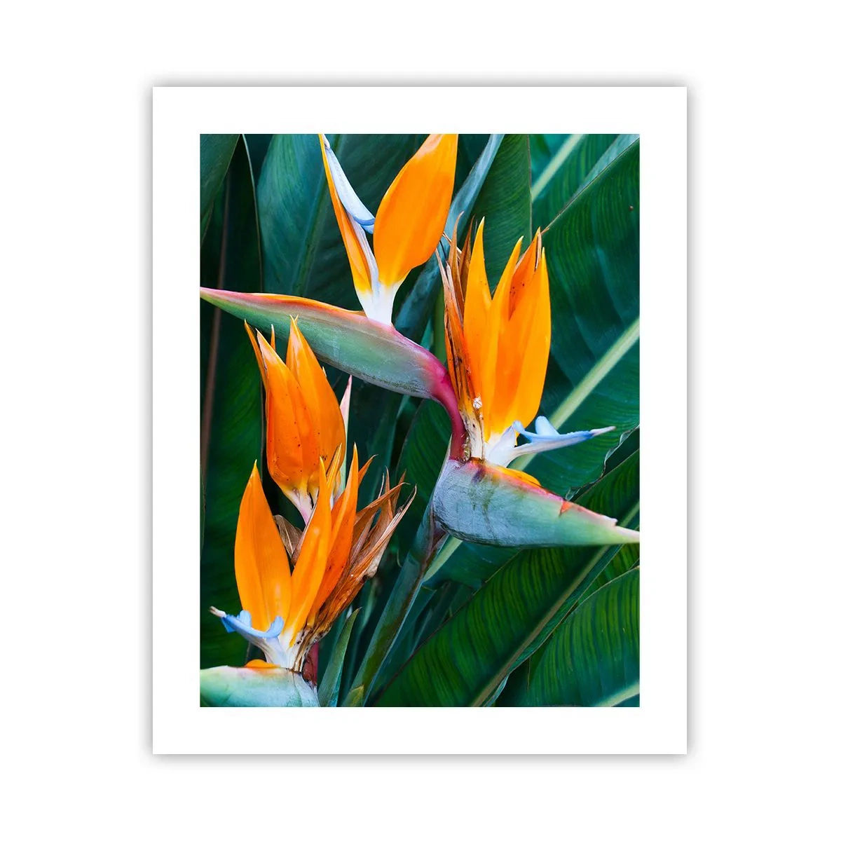 Póster - ¿Es una flor o es un pájaro? - 40x50 cm