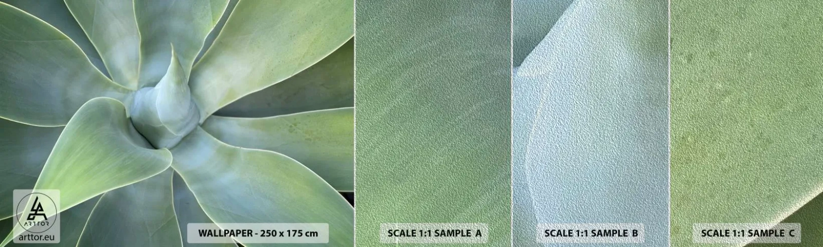 Muestra de fotomural Premium Sand - El nacimiento del verde - Suculento, Agave, Botánica - 100x30 cm