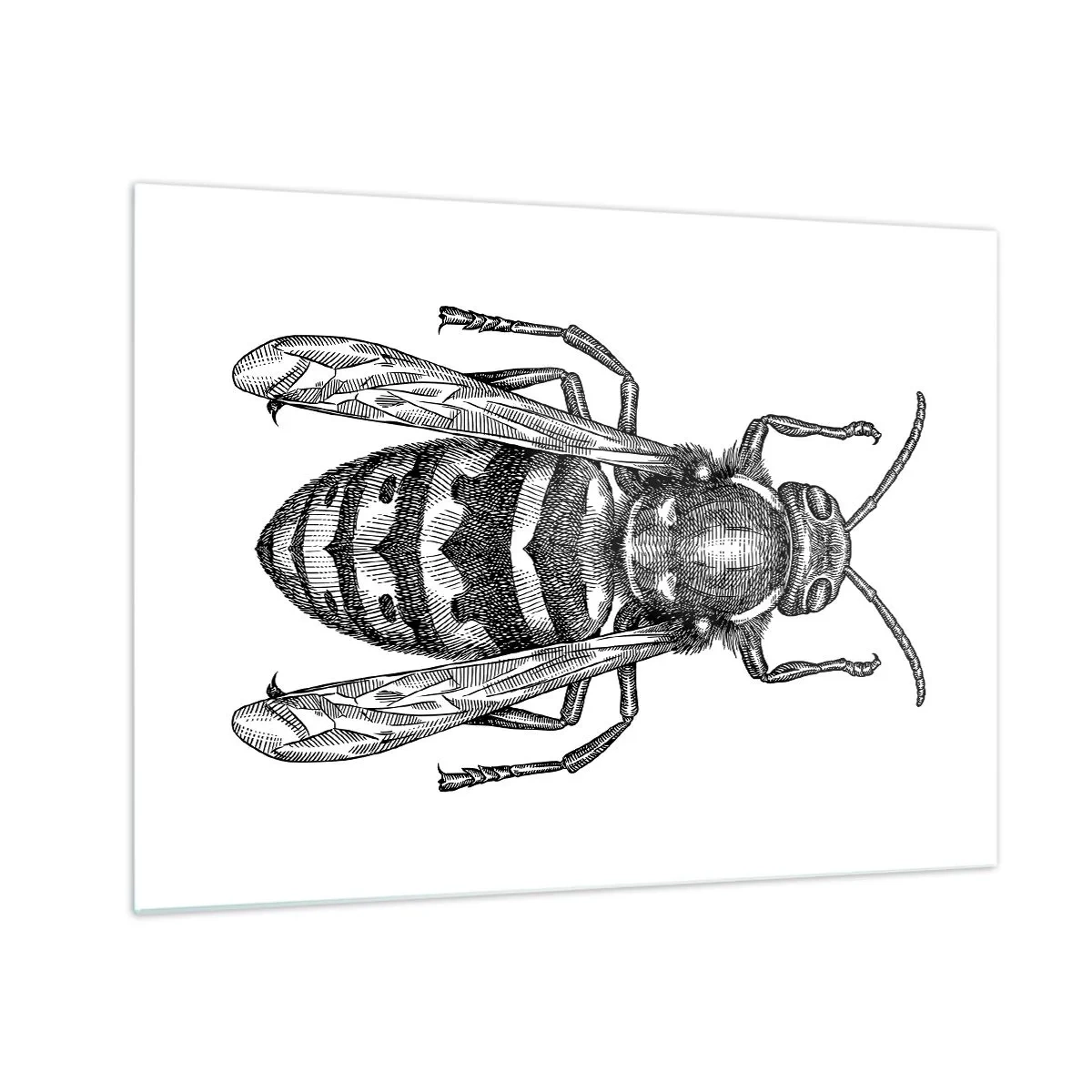 Cuadro sobre vidrio - Impresiones sobre Vidrio - Ilustración retro en blanco y negro de una avispa sobre un fondo blanco. - 70x50cm - Desde un planeta de insectos - Decoración de pared moderna para salón y dormitorio ARTTOR