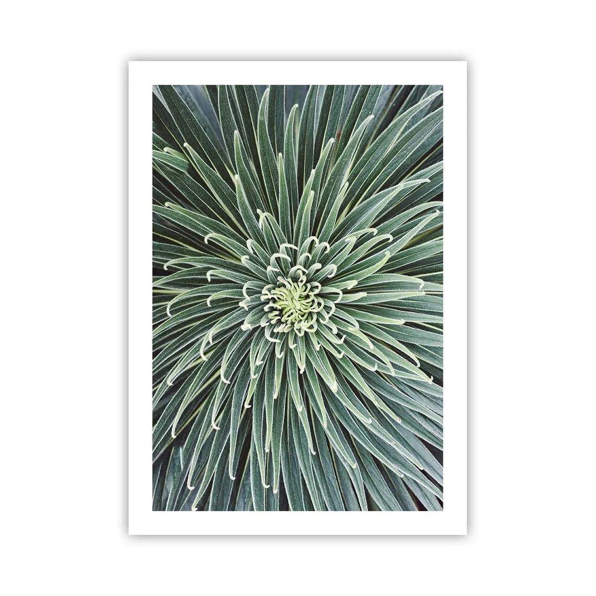 Póster - Un primer plano de una planta verde con hojas simétricas. - 50x70cm - El nacimiento de una estrella - Decoración de pared moderna para salón y dormitorio ARTTOR