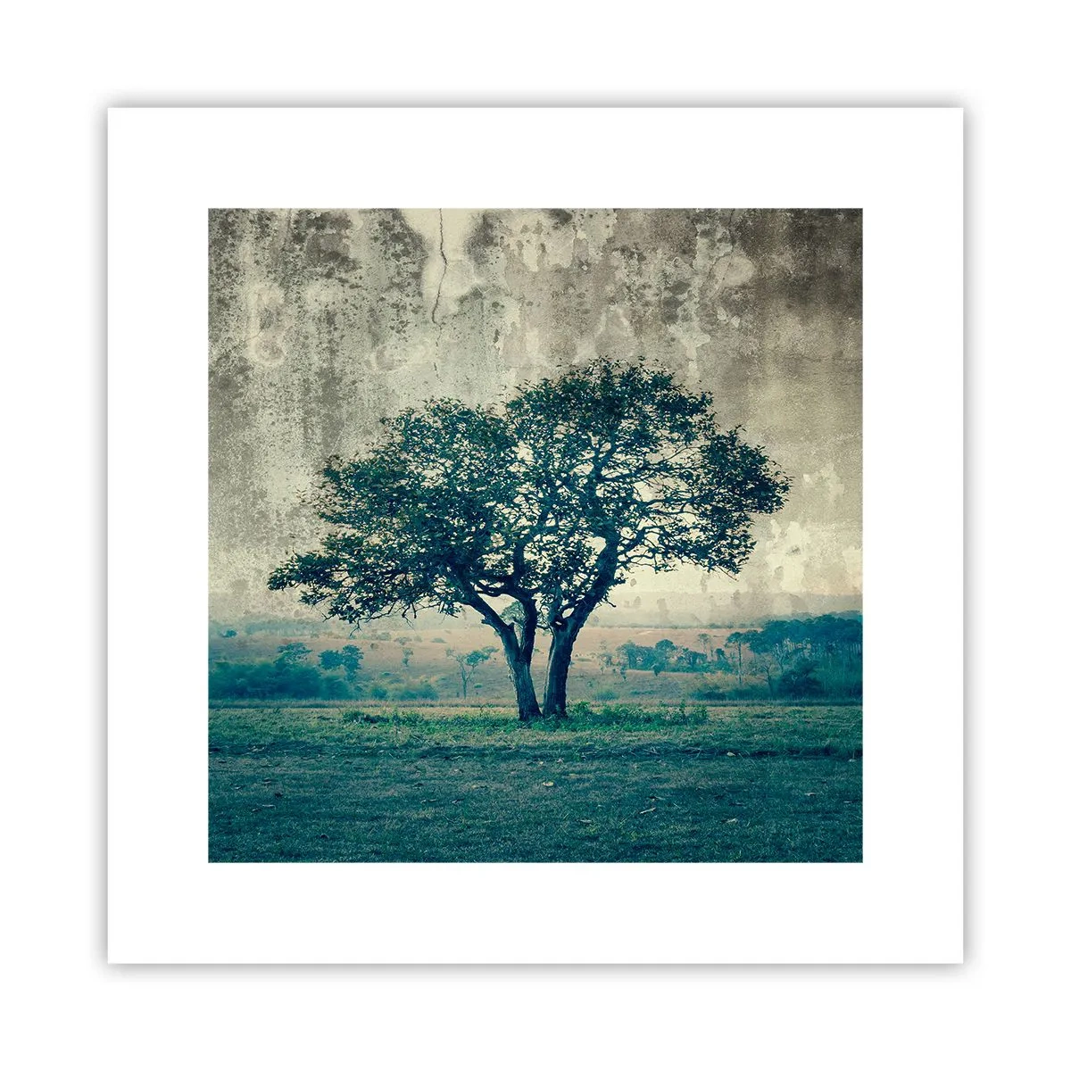 Póster - El manzano - 30x30 cm