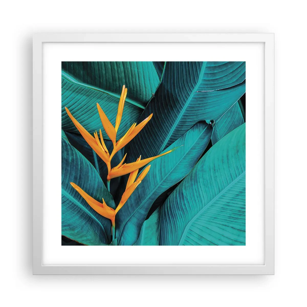 Póster en marco blanco - Flor del Edén - 40x40 cm