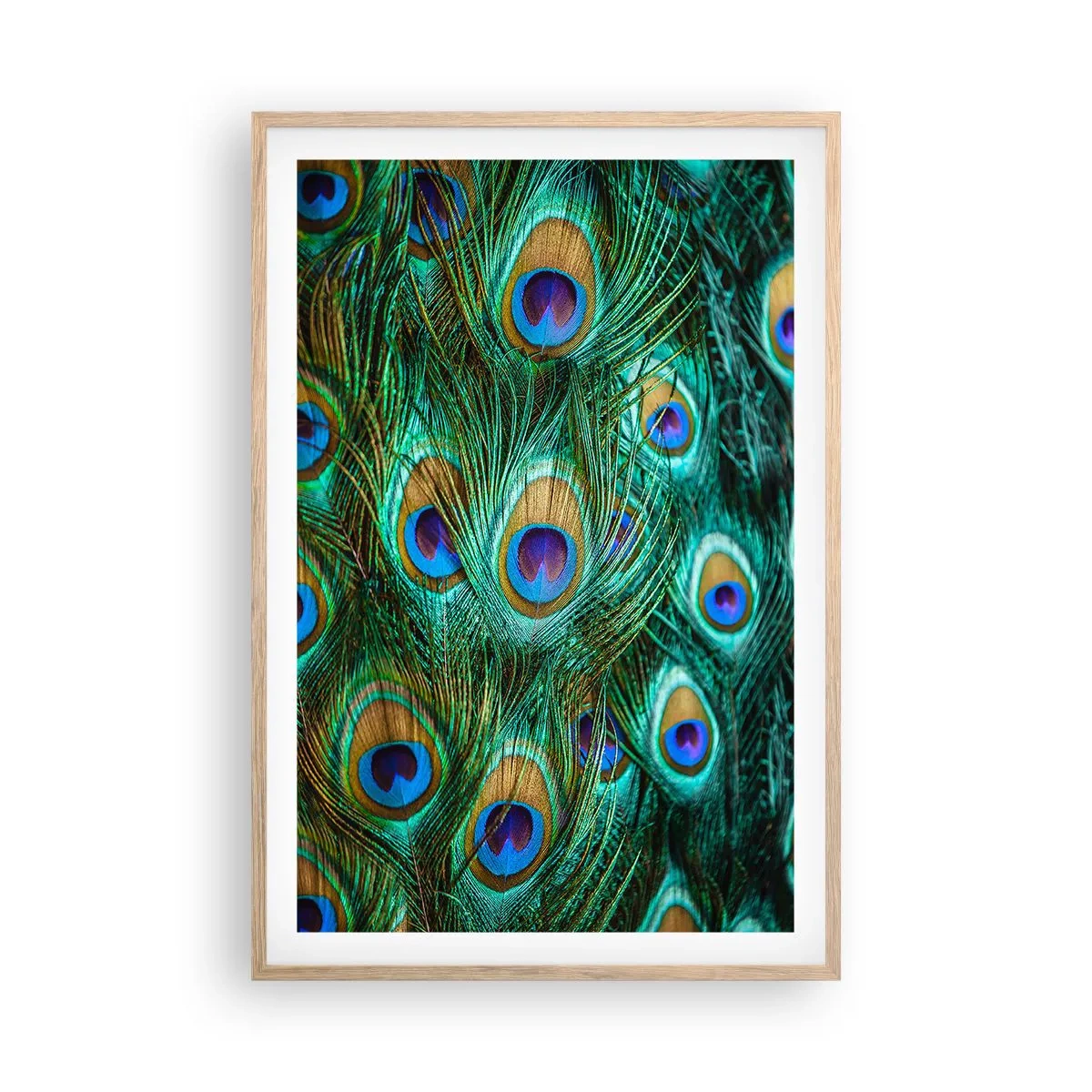 Póster en marco roble claro - Mirada de pavo real - 61x91 cm