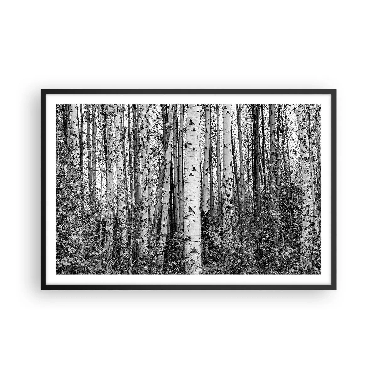 Póster en marco negro - Columnas de abedules - 91x61 cm