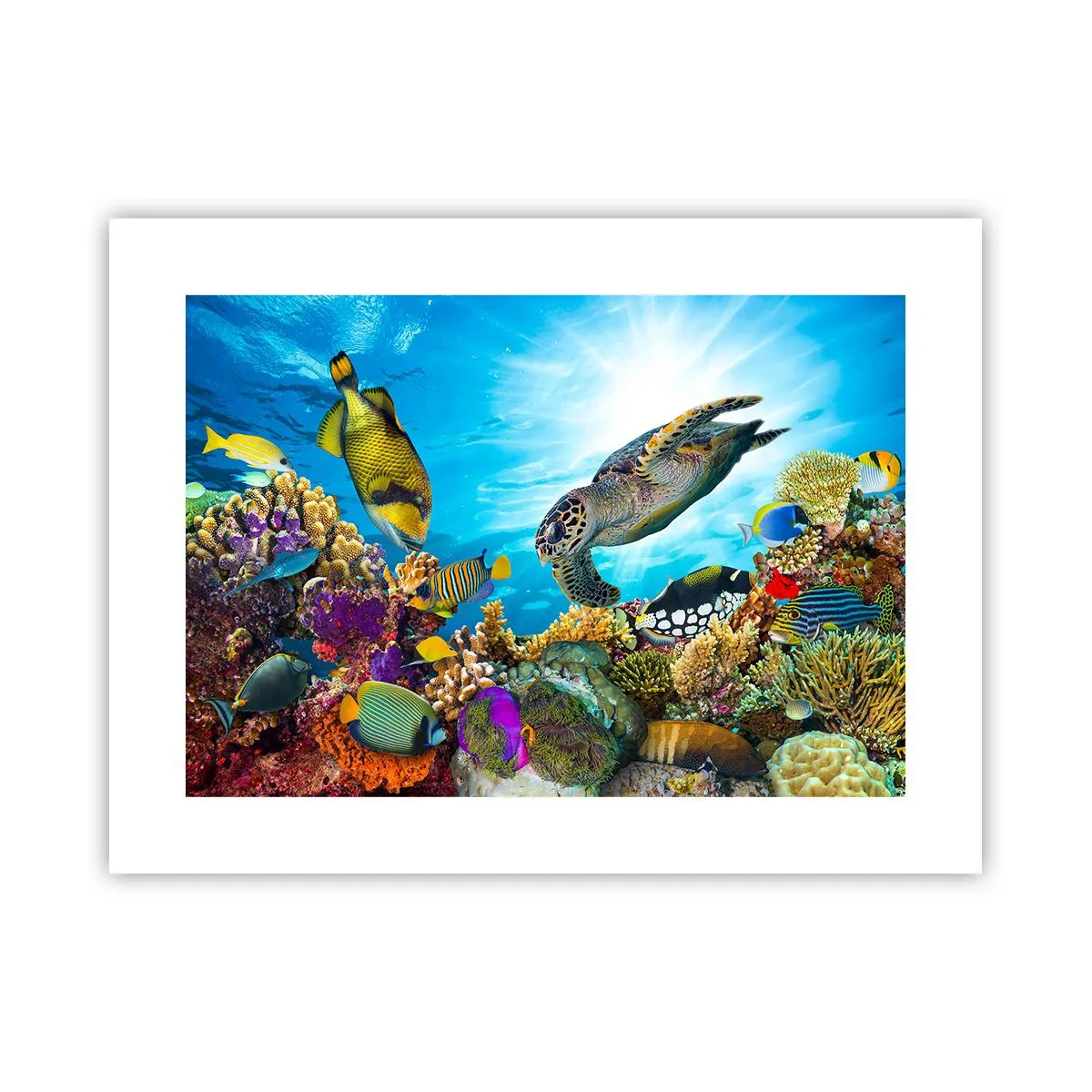 Póster - Paseo del coral - 40x30 cm