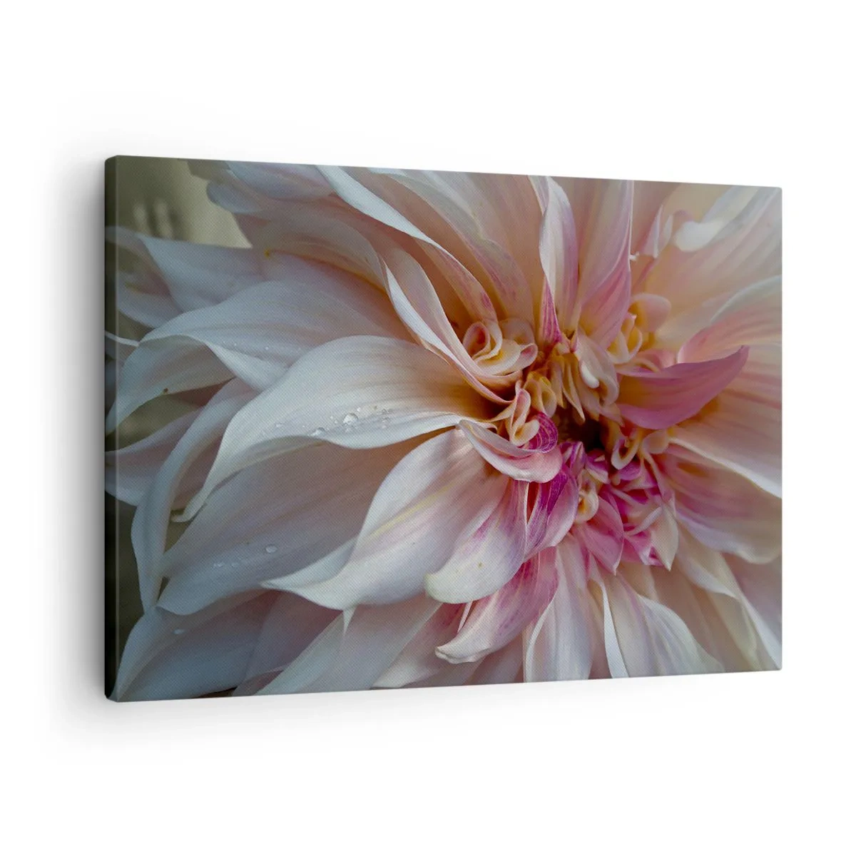 Cuadro sobre lienzo - Impresión de Imagen - Primer plano de delicados pétalos de flores rosas con gotas de agua. - 70x50cm - Frescura floreciente - Decoración de pared moderna para salón y dormitorio ARTTOR