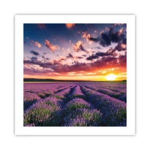 Póster - El mundo de la lavanda - 50x50 cm