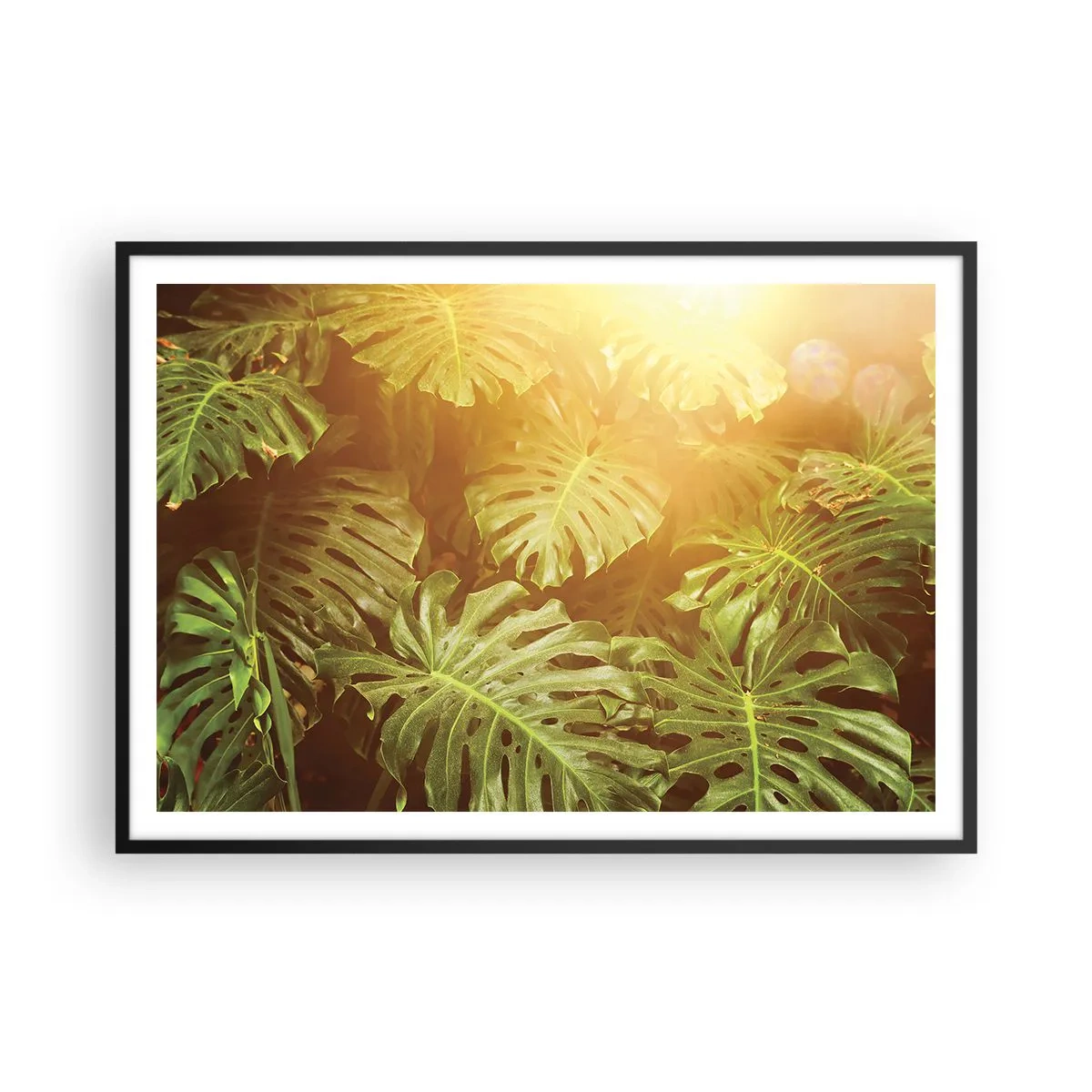 Póster en marco negro - Hojas de monstera a la luz del sol sobre un fondo natural. - 100x70cm - Hacia el verdor... - Decoración de pared moderna para salón y dormitorio ARTTOR