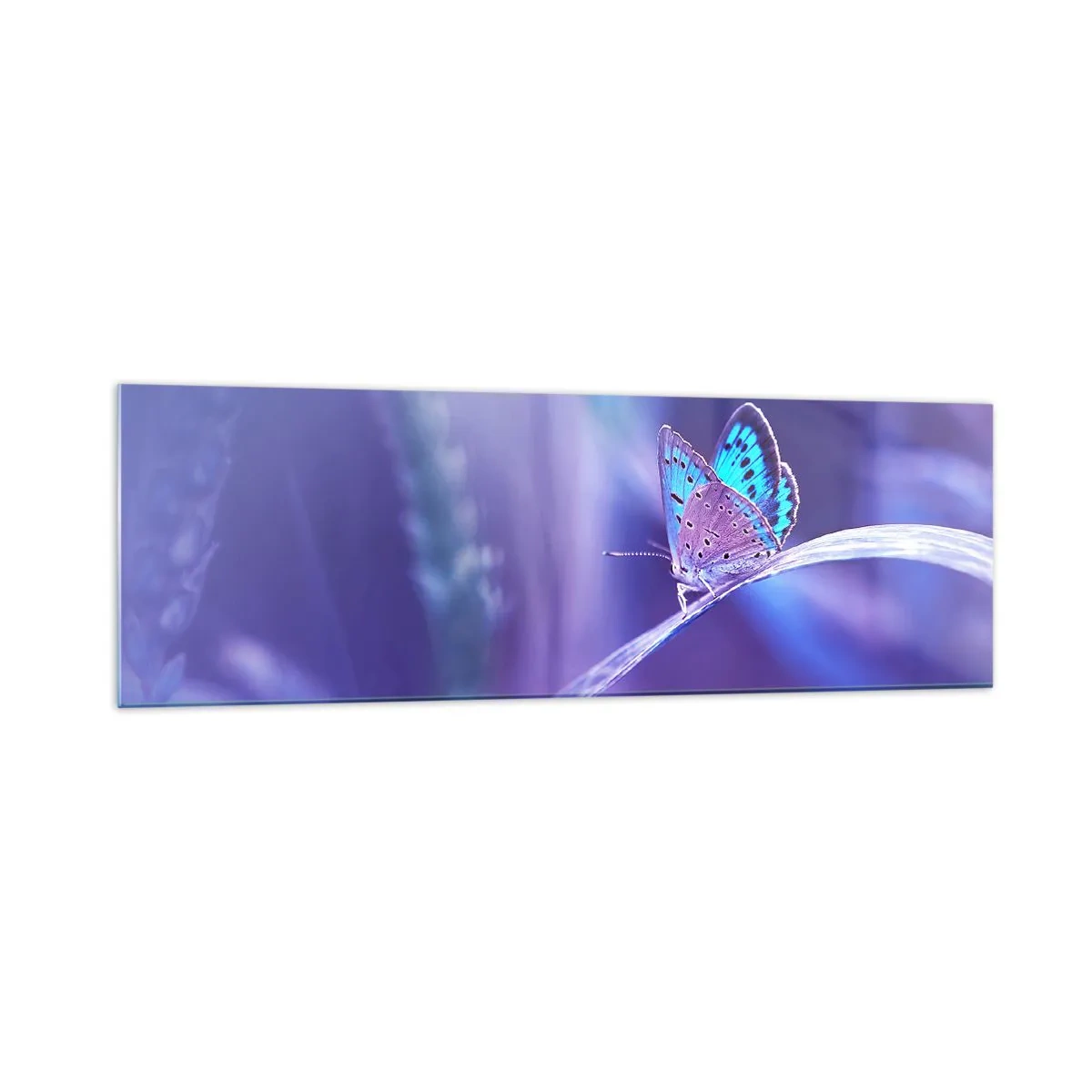 Cuadro sobre vidrio - Impresiones sobre Vidrio - Una delicada mariposa azul sobre un tallo en luz violeta. - 160x50cm - Una joya de la naturaleza - Decoración de pared moderna para salón y dormitorio ARTTOR