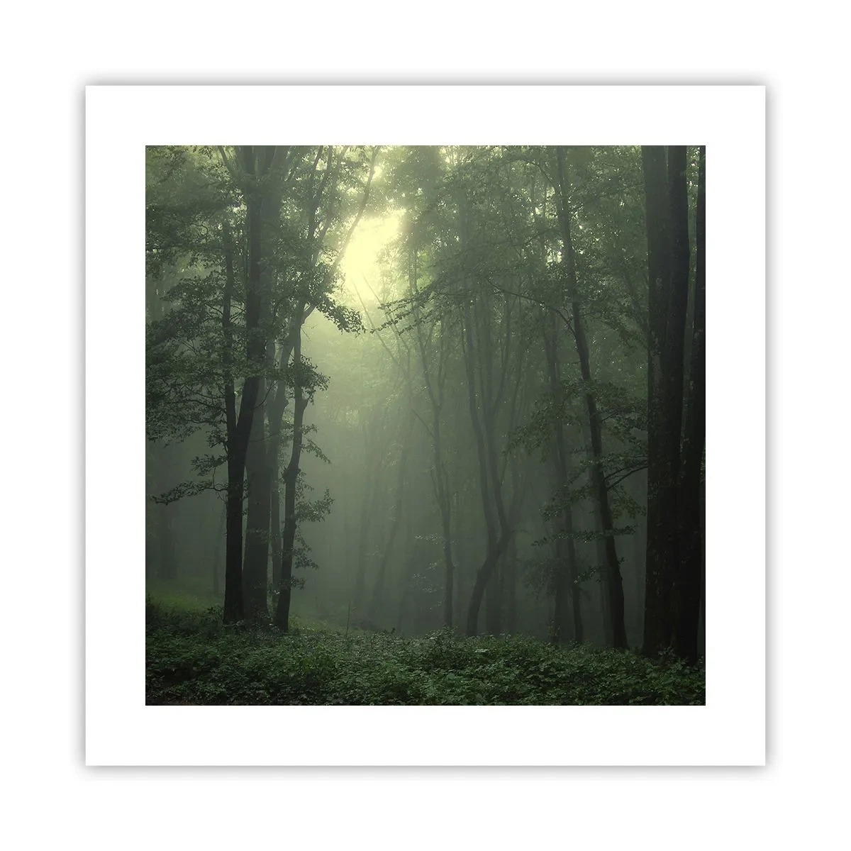 Póster - Antes de que se despierte el bosque - 40x40 cm