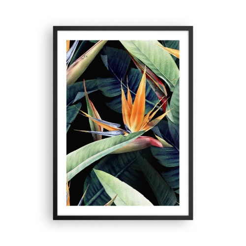 Póster en marco negro - Flor exótica de strelitzia sobre un fondo oscuro. - 50x70cm - Flores de llamas de los trópicos - Decoración de pared moderna para salón y dormitorio ARTTOR