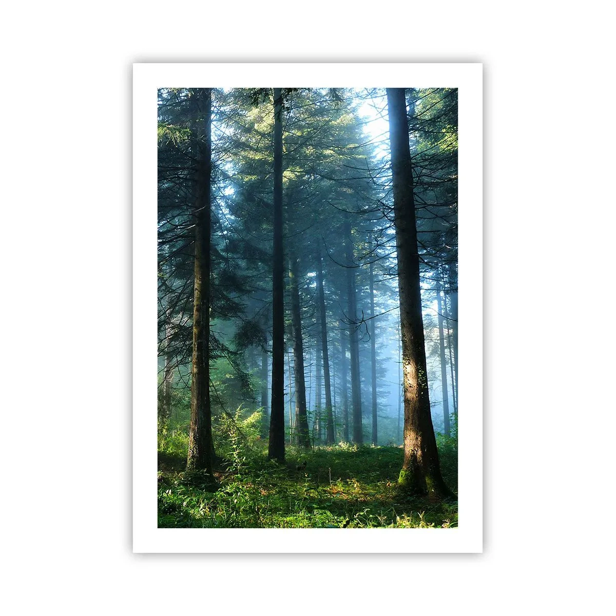 Póster - Bosque de coníferas bajo el sol de la mañana y una ligera niebla. - 50x70cm - Radiante por la mañana - Decoración de pared moderna para salón y dormitorio ARTTOR
