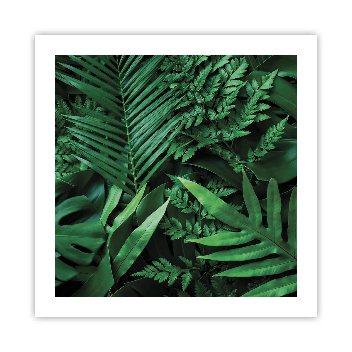 Póster - Abrazo verde - 50x50 cm