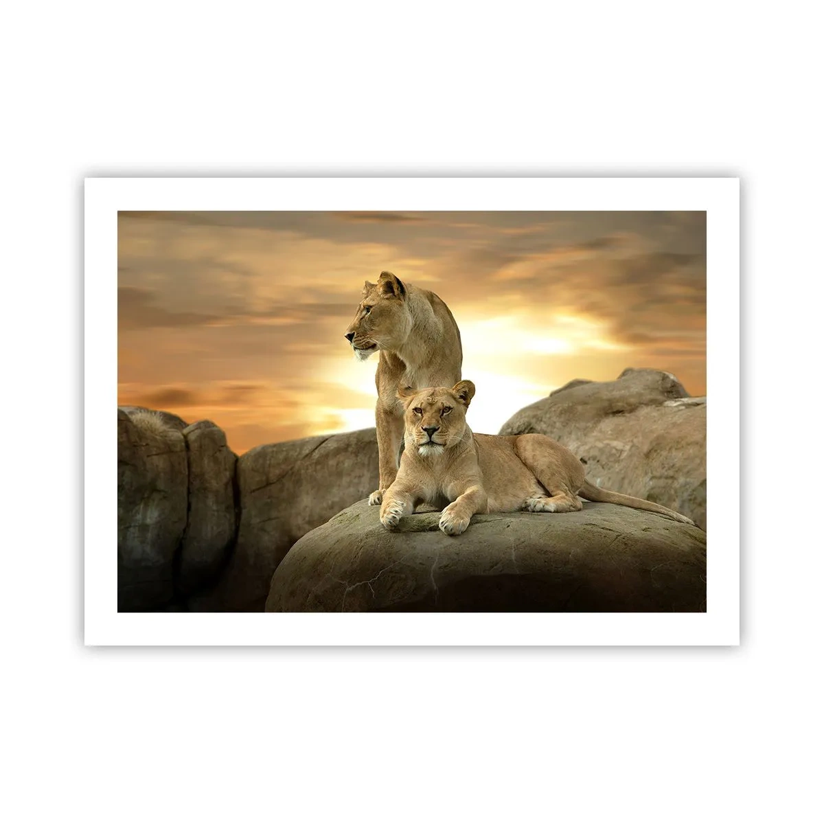 Póster - Majestuosidad real - 70x50 cm