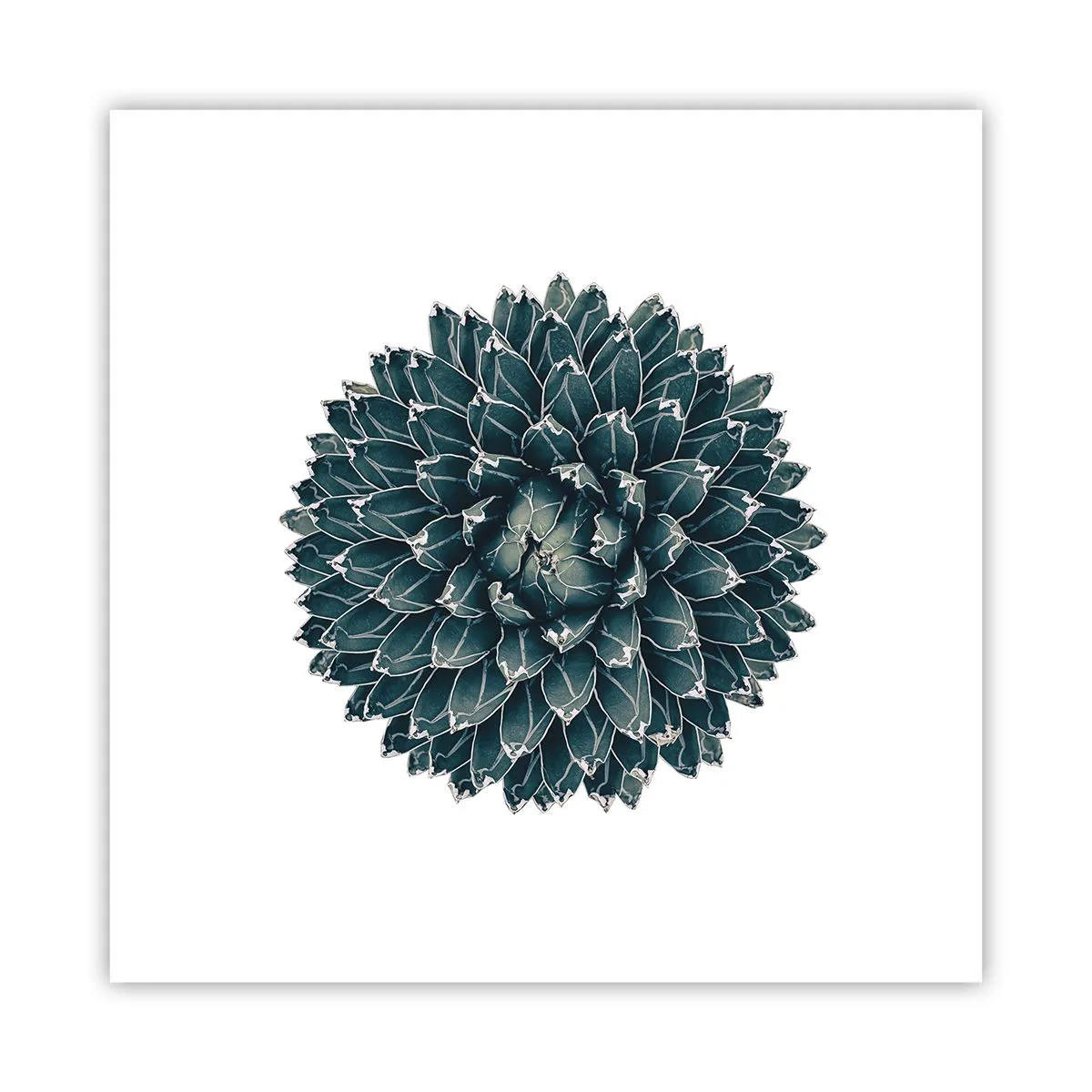 Póster - Estrella del desierto - 30x30 cm