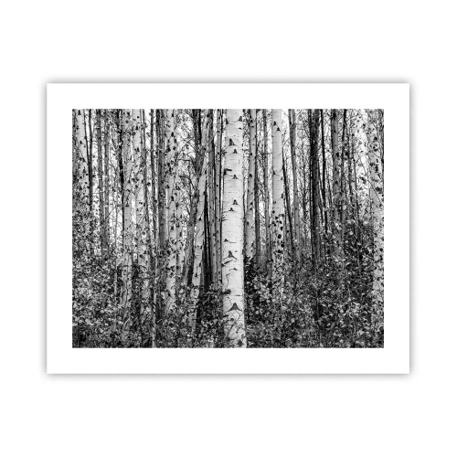 Póster - Columnas de abedules - 50x40 cm