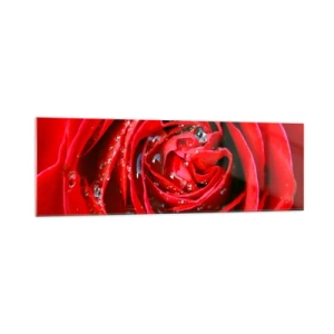 Cuadro sobre vidrio - Impresiones sobre Vidrio - Primer plano de una rosa roja con gotas de agua en los pétalos. - 160x50cm - En gotas de rocío - Decoración de pared moderna para salón y dormitorio ARTTOR