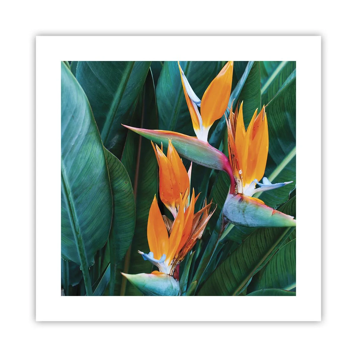 Póster - ¿Es una flor o es un pájaro? - 40x40 cm