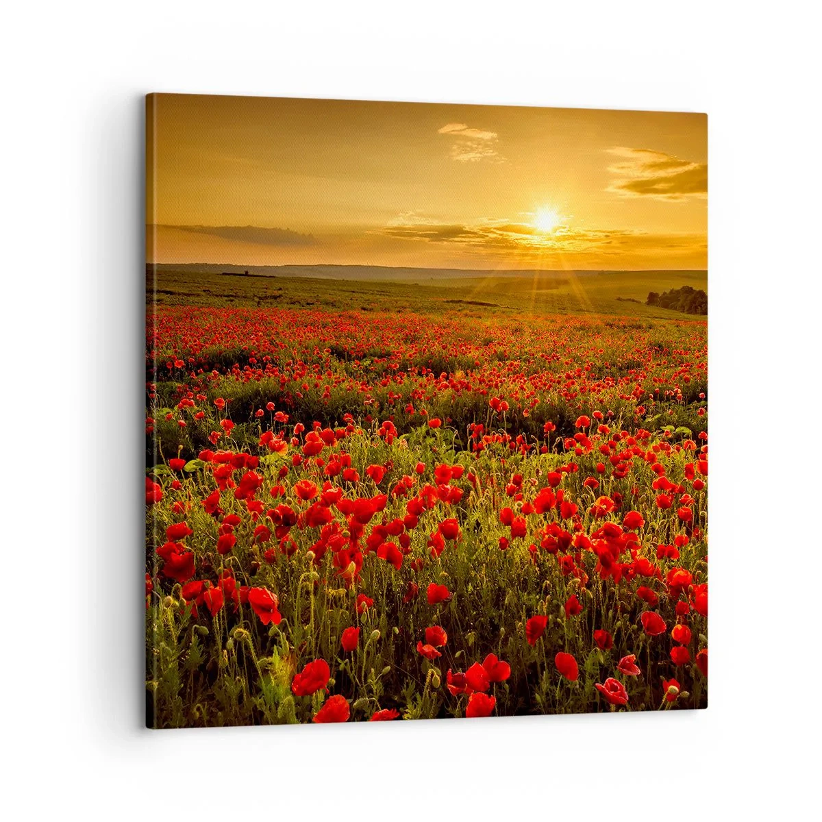 Cuadro sobre lienzo - Impresión de Imagen - Entre los campos de flores - 60x60 cm