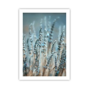 Póster - Delicadas flores de lavanda sobre un fondo pastel. - 50x70cm - Fragante pasto - Decoración de pared moderna para salón y dormitorio ARTTOR