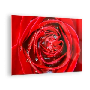 Cuadro sobre vidrio - Impresiones sobre Vidrio - Primer plano de una rosa roja con gotas de rocío. - 70x50cm - En gotas de rocío - Decoración de pared moderna para salón y dormitorio ARTTOR