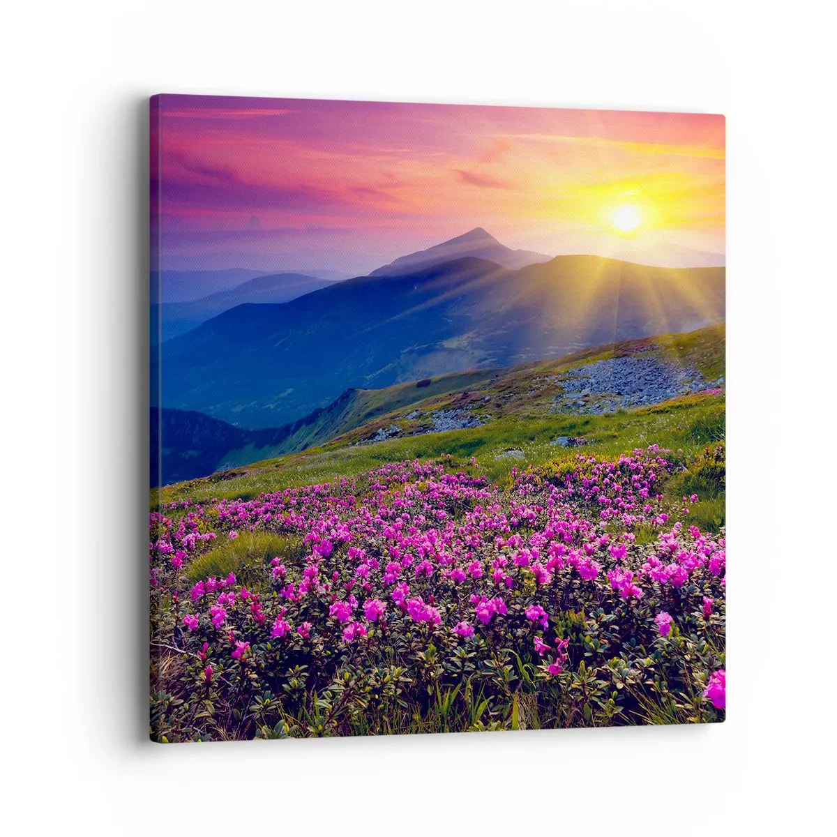 Cuadro sobre lienzo - Impresión de Imagen - ... Y el aroma a hierbas está por todas partes - 40x40 cm