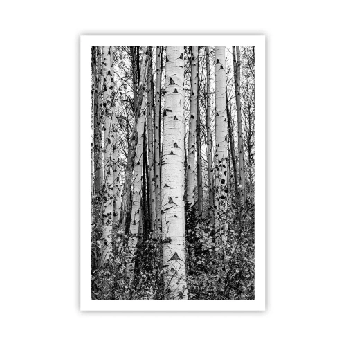 Póster - Columnas de abedules - 61x91 cm