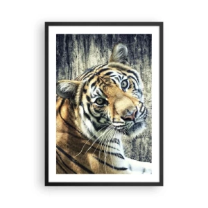 Póster en marco negro - Primer plano de un tigre contra una pared natural. - 50x70cm - Retrato en corrientes de luz - Decoración de pared moderna para salón y dormitorio ARTTOR