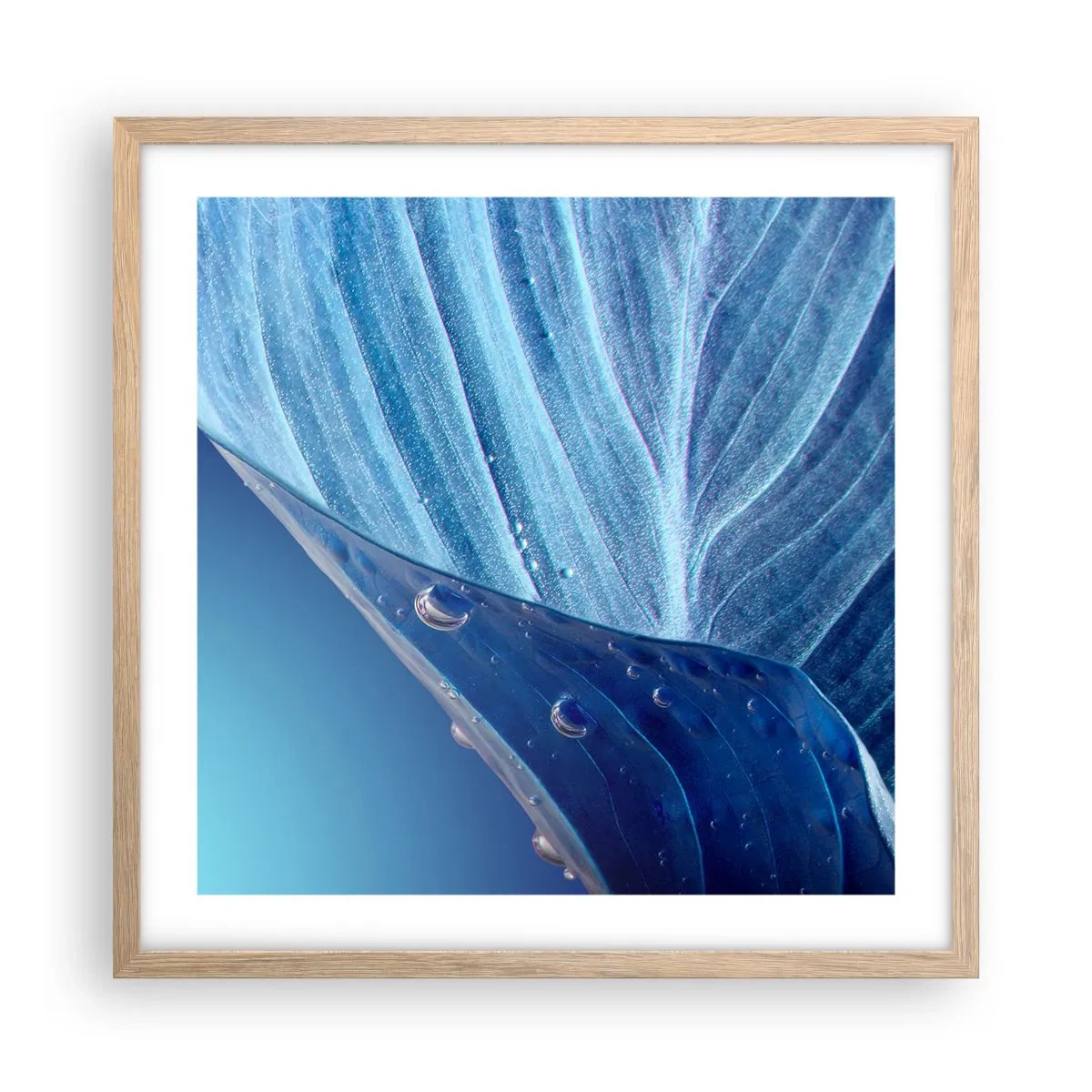 Póster en marco roble claro - Gotas ocultas de azul - 50x50 cm
