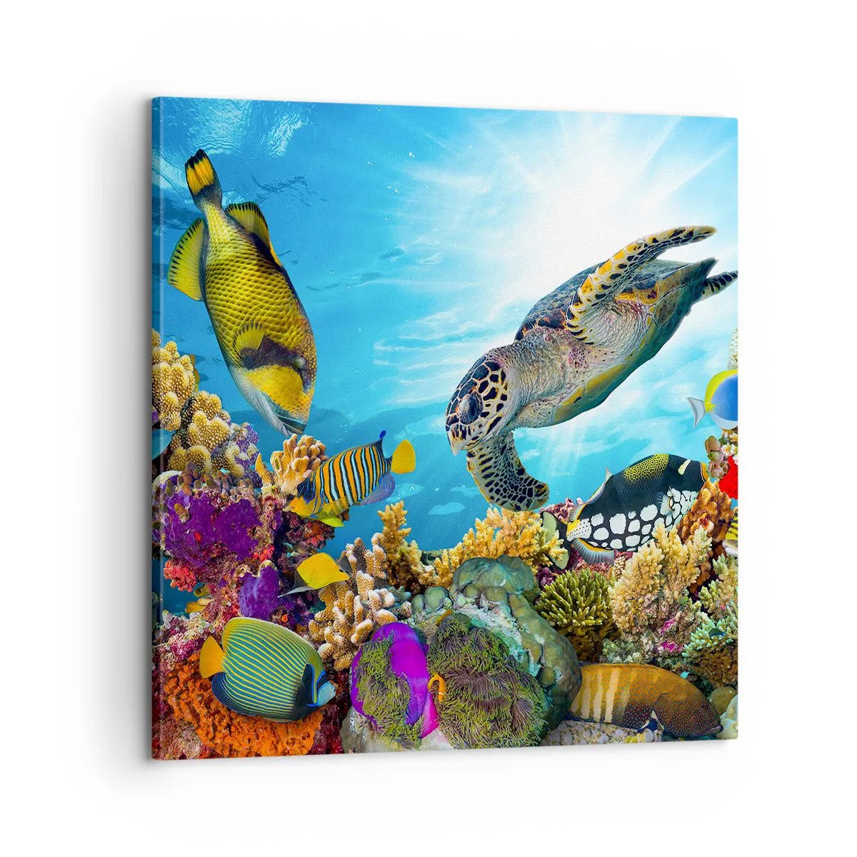 Cuadro sobre lienzo - Impresión de Imagen - Paseo del coral - 60x60 cm