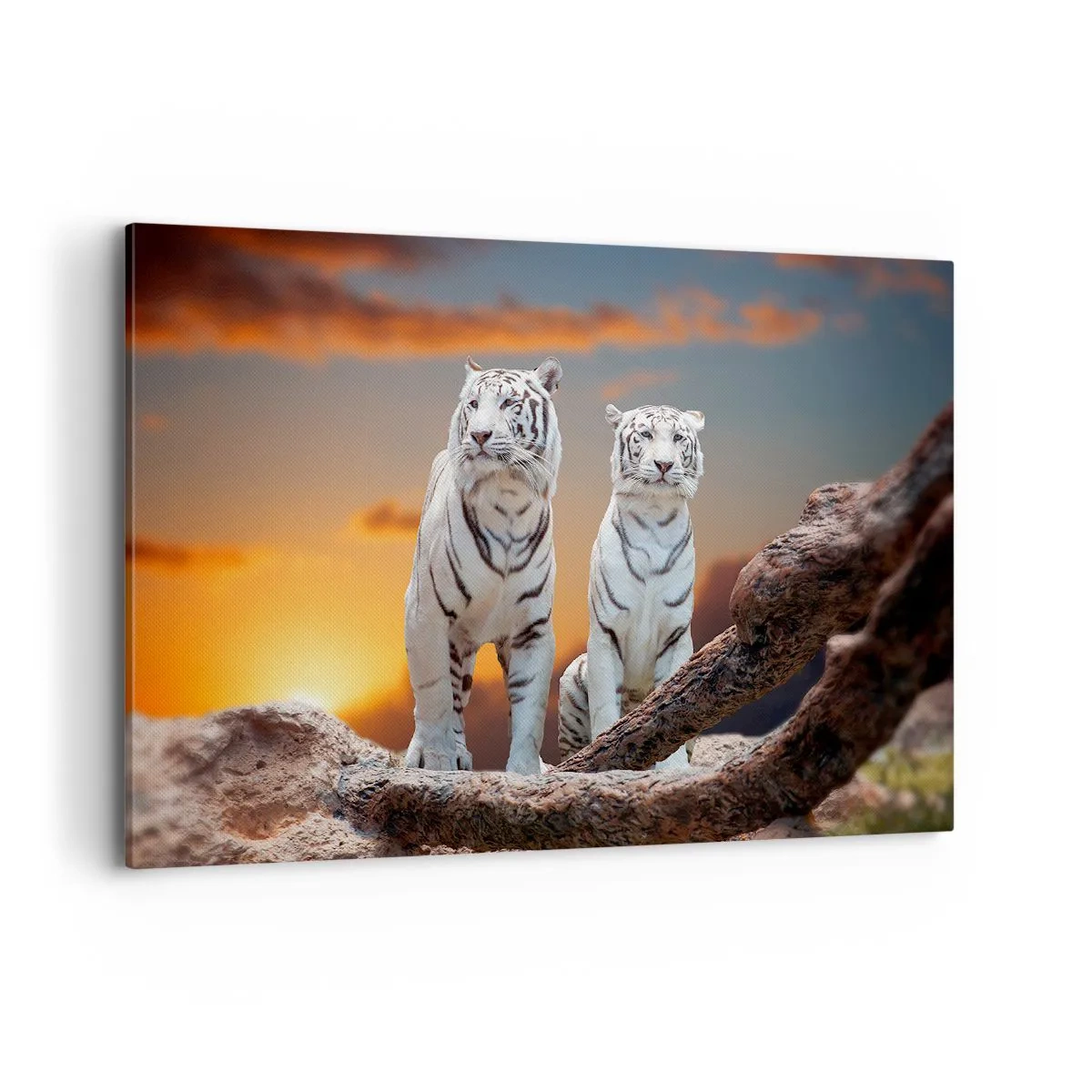 Cuadro sobre lienzo - Impresión de Imagen - Tigres blancos al atardecer con la naturaleza como telón de fondo - 120x80cm - Como en Narnia - Decoración de pared moderna para salón y dormitorio ARTTOR
