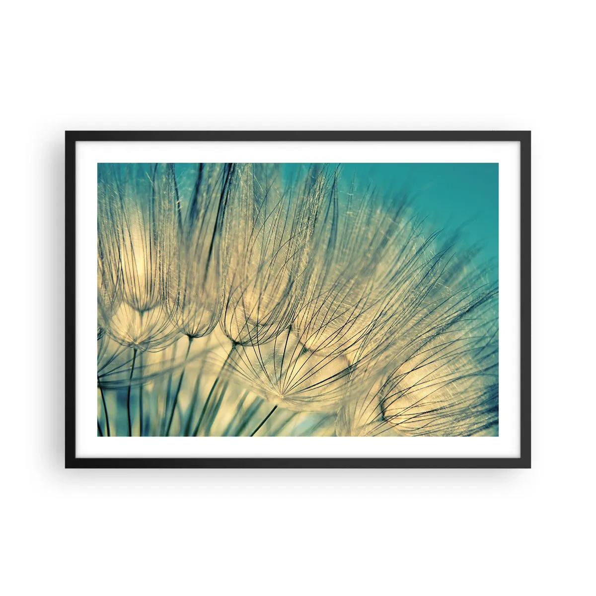 Póster en marco negro - Fotografía macro de dientes de león a la luz del día. - 70x50cm - Esperando el viento - Decoración de pared moderna para salón y dormitorio ARTTOR