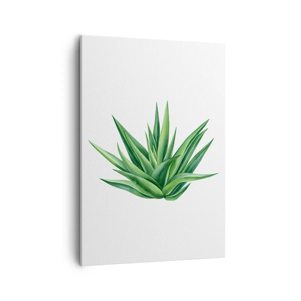 Cuadro sobre lienzo - Impresión de Imagen - Una planta verde jugosa sobre un fondo blanco. - 50x70cm - Verde - fuerza - vida - Decoración de pared moderna para salón y dormitorio ARTTOR