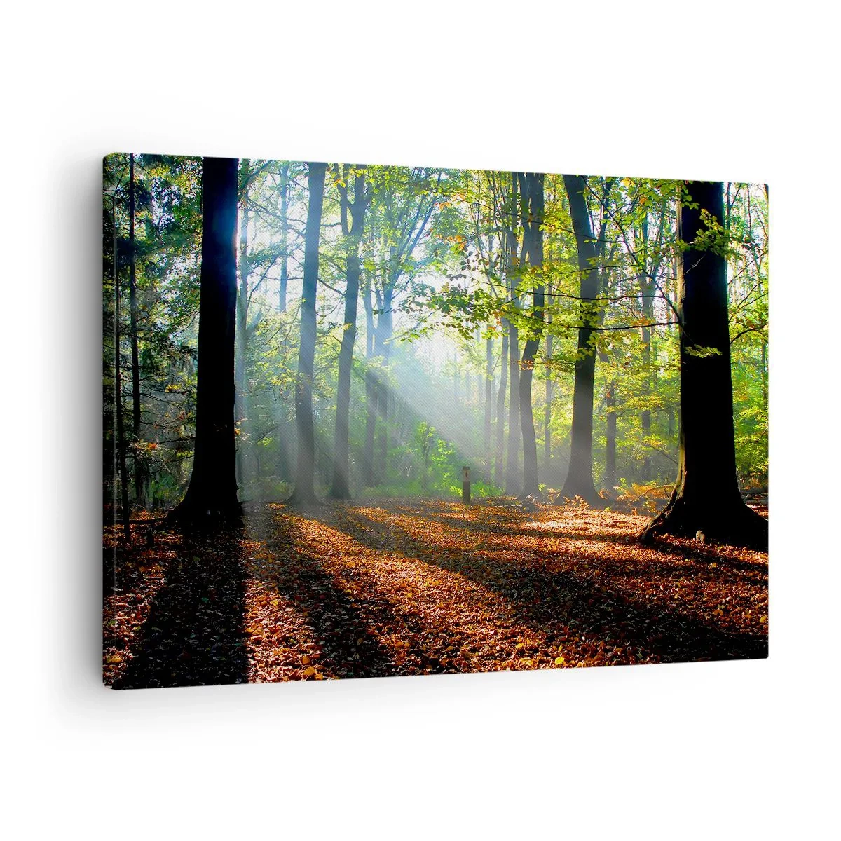 Cuadro sobre lienzo - Impresión de Imagen - Un claro del bosque iluminado por los rayos del sol. - 70x50cm - Resplandores y sombras - Decoración de pared moderna para salón y dormitorio ARTTOR